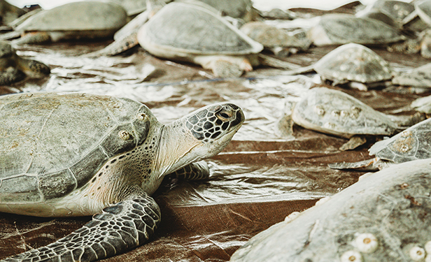 How South Padre Island Convention Center Helped Save Thousands of Sea  Turtles | TSNN Trade Show News